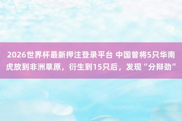 2026世界杯最新押注登录平台 中国曾将5只华南虎放到非洲草原，衍生到15只后，发现“分辩劲”