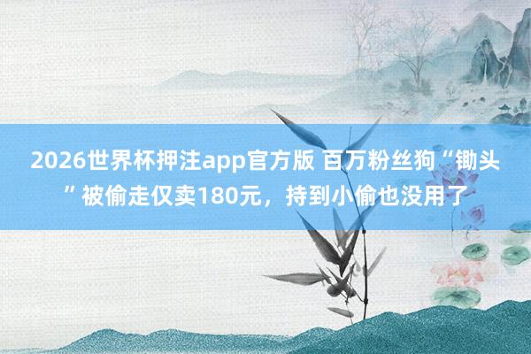 2026世界杯押注app官方版 百万粉丝狗“锄头”被偷走仅卖180元，持到小偷也没用了